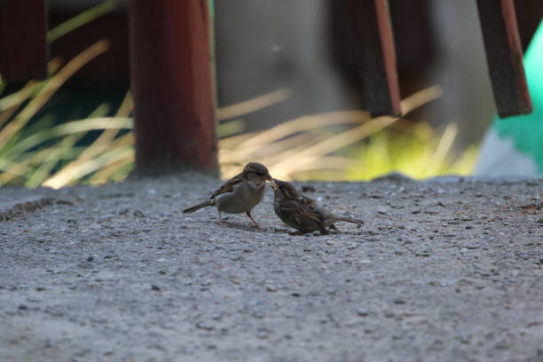 baby bird following parent