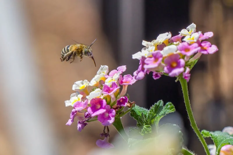 bumble bee on a flower