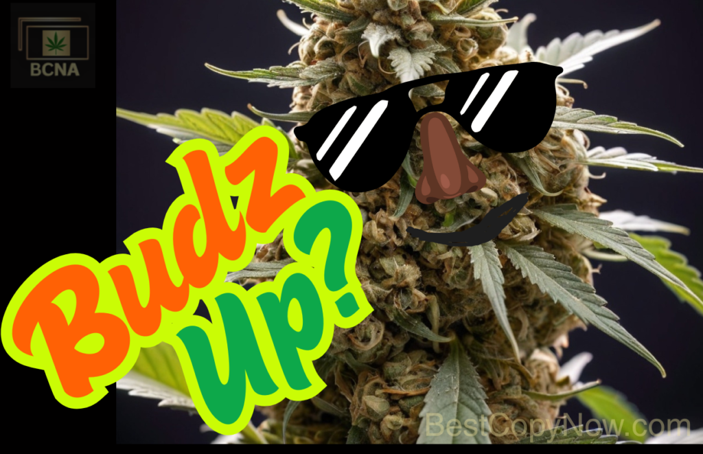 Large cannabis bud named Budz