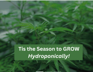 cannabis plants growing hydroponically