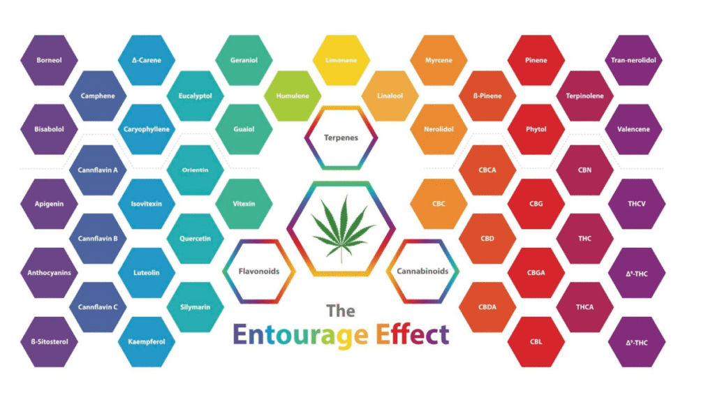 Diagram illustrating the Entourage Effect in cannabis, featuring hexagonal icons for terpenes, flavonoids, and cannabinoids, alongside their respective names, emphasizing the relationship between scent and taste in cannabis products.