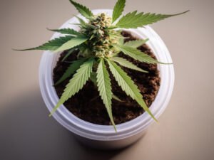 one plant growing in a white container