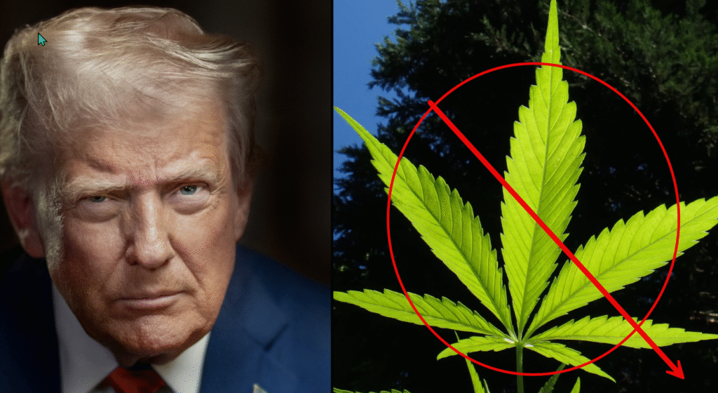President Trump Nuked Hemp