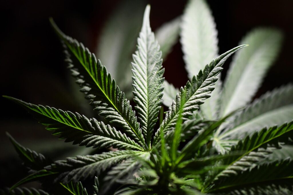 cannabis leaves