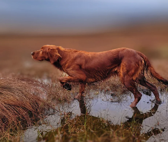Irish Setter walking through water and grass, capturing a playful moment in nature.