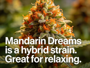 Close-up of Mandarin Dreams cannabis strain with vibrant orange and green buds, featuring text highlighting its hybrid nature and relaxing effects, relevant to cannabis product descriptions for SEO optimization.