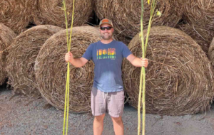 Man holding two tall hemp stalks in front of large hay bales, showcasing innovative building materials related to cannabis industry trends.