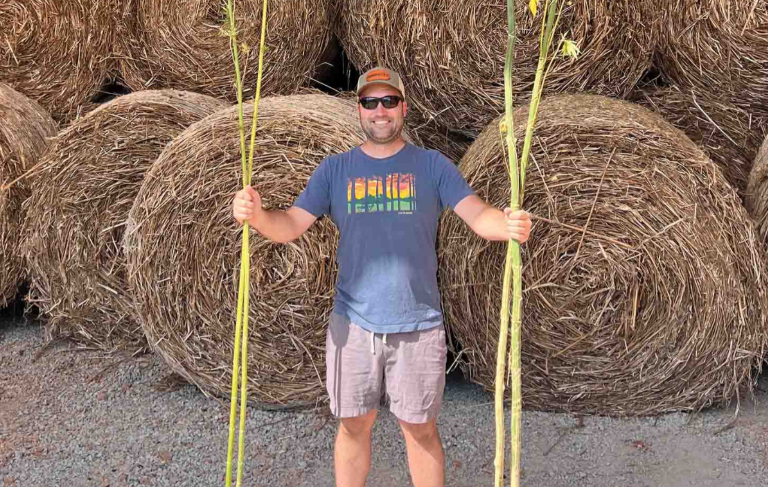 Man holding two stalks of hemp in front of large round bales of hemp, representing sustainable building materials innovation by HempWood.