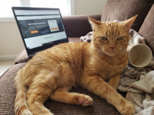Orange cat lounging on a couch with a laptop displaying a website audit service for cannabis businesses, emphasizing the need for effective online presence.