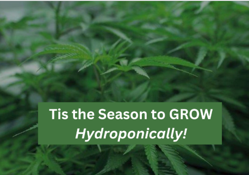 Urban Gardening hydroponically