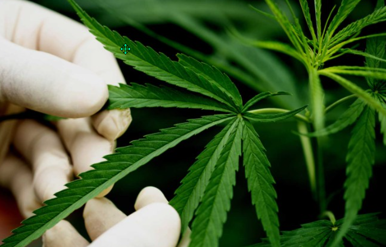 Close-up of cannabis plant and leaf, illustrating cannabis gifting and dispensary products.