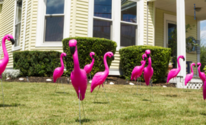 plastic pink flamingos on a front lawn