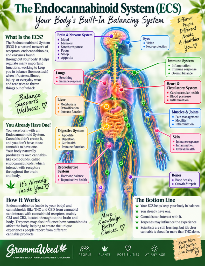 Your Endocannabinoid System