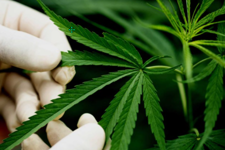 a gloved hand is touching a cannabis leaf